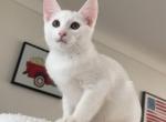 Bella - Oriental Kitten For Adoption - Miami, FL, US