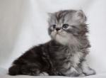 Toby - Persian Kitten For Sale - 