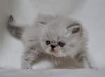 Cooper - Persian Kitten For Sale - 