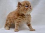 Chester - Persian Kitten For Sale - 