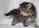 Birdie - Persian Kitten For Sale - 