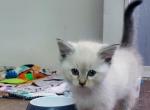 Chocolate lynx and seal ragdoll kittens - Ragdoll Kitten For Sale - 