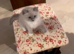 Bluepoint mitted mink - Ragdoll Kitten For Sale - San Diego, CA, US