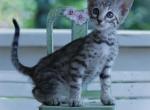 Savannah kittens - Savannah Kitten For Sale - Liberty, WV, US