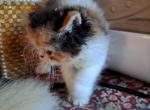 Sadie - Persian Kitten For Sale - Sumner, WA, US