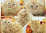 CFA Hucklee - Persian Kitten For Sale - 