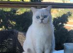 BIANKA - Scottish Straight Kitten For Sale - San Francisco, CA, US