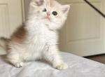 Lilac shaded Luke - British Shorthair Kitten For Sale - Fontana, CA, US