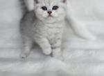 Scottish Straight - Scottish Straight Kitten For Sale - 