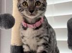 Era - Bengal Kitten For Sale - McKinney, TX, US