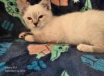 Bubbles babies - Siamese Kitten For Sale - 