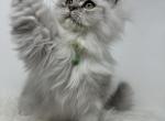 Dollface Persian kitten - Persian Kitten For Sale - 