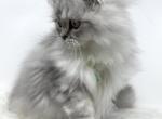 Dollface Persian kitten - Persian Kitten For Sale - St. Joseph, MI, US