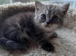 British shorthair Smoke Mix - British Shorthair Kitten For Sale - Gurnee, IL, US