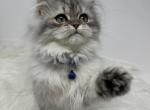 dollface persian kitten - Persian Kitten For Sale - 