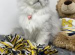 Female persian kitten - Persian Kitten For Sale - 