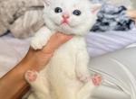 White shortleg boy - Munchkin Kitten For Sale - Fontana, CA, US