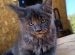 Benny - Maine Coon Kitten For Sale - Hollywood, FL, US