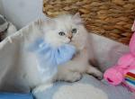 White Silver with Blue Eyes British Longhair - British Shorthair Kitten For Sale - 