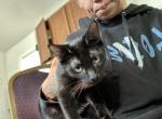 Batman - Bombay Kitten For Sale - 