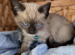 Benni - Siamese Kitten For Sale - 