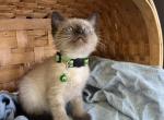 Grayson - Siamese Kitten For Sale - 