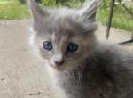 Sky - Domestic Kitten For Sale - 