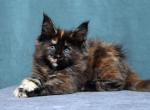 Fiffa - Maine Coon Kitten For Sale - Houston, TX, US