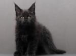 Hawk - Maine Coon Kitten For Sale - Houston, TX, US