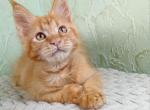 Asyana - Maine Coon Kitten For Sale - Boston, MA, US