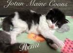 Remi - Maine Coon Kitten For Sale - 