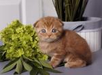 Ulan - Scottish Fold Kitten For Sale - Boston, MA, US