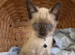 Blake - Siamese Kitten For Sale - 