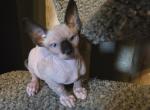 Male Sphynx kitten available for home now - Sphynx Kitten For Sale - Toledo, OH, US