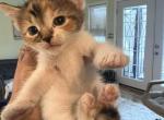 6 litter - Domestic Kitten For Adoption - Hawthorne, NJ, US