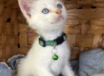 Gerbil - Siamese Kitten For Sale - 