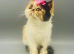 Sweet Daisy - Persian Kitten For Sale - 