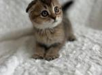 Kitty - Scottish Fold Kitten For Sale - Renton, WA, US