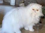 Jasmine - Persian Cat For Adoption - AZ, US