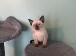 Lily - Siamese Kitten For Sale - Morristown, NJ, US