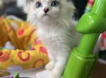 Ragdoll males available - Ragdoll Kitten For Adoption - Auburn, WA, US