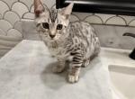 Female Silver Bengal - Bengal Kitten For Sale - 