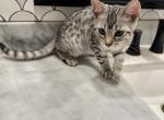 Male Silver Bengal Kitten - Bengal Kitten For Sale - 