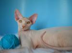 Marty - Sphynx Kitten For Sale - 