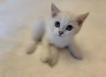 Simba - British Shorthair Kitten For Sale - 