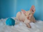 Colin - Sphynx Kitten For Sale - Abington, PA, US