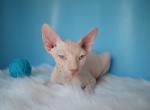 Damian Odd Eyed - Sphynx Kitten For Sale - Abington, PA, US