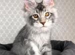 ZENON - Maine Coon Kitten For Sale - Abington, PA, US