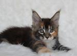 Paprica - Maine Coon Kitten For Sale - Abington, PA, US