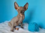 Kitten DBE - Sphynx Kitten For Sale - Abington, PA, US